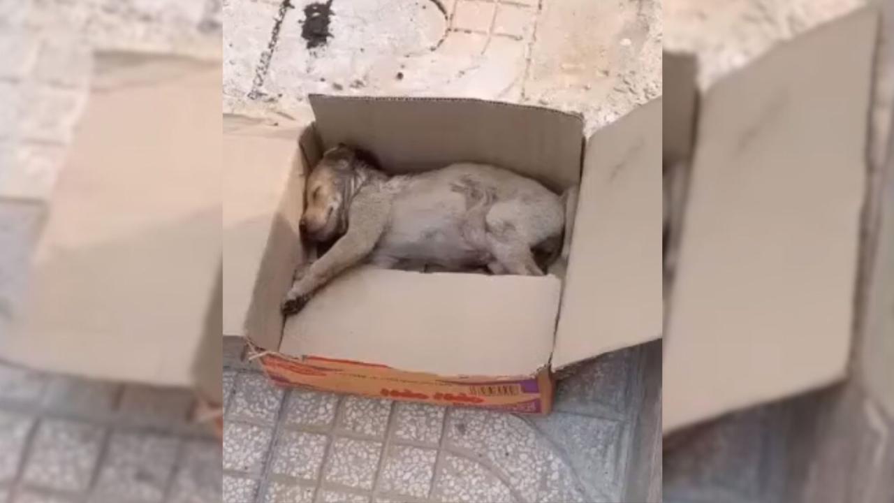 Heartbroken Puppy Kept Crying In A Box Not Knowing Why He Couldn’t Move His Tiny Body