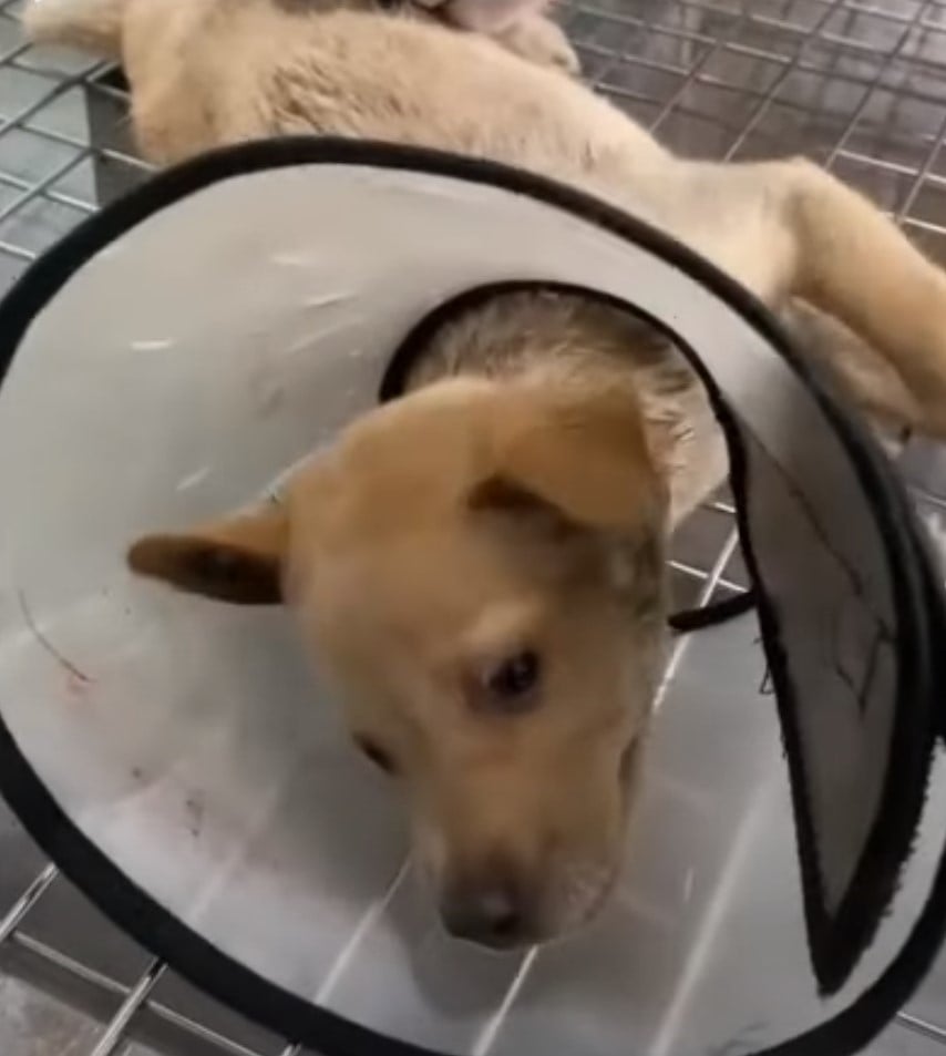 little puppy with a cone 