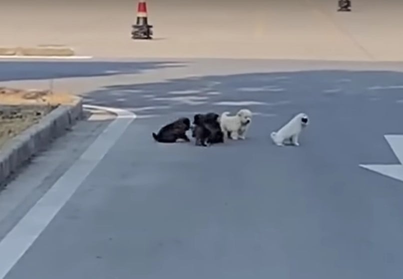 photo of puppies in the street
