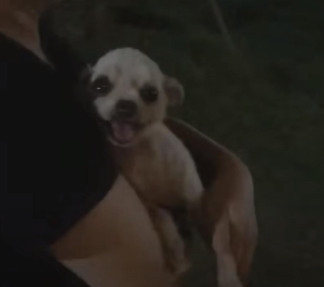 pup being held