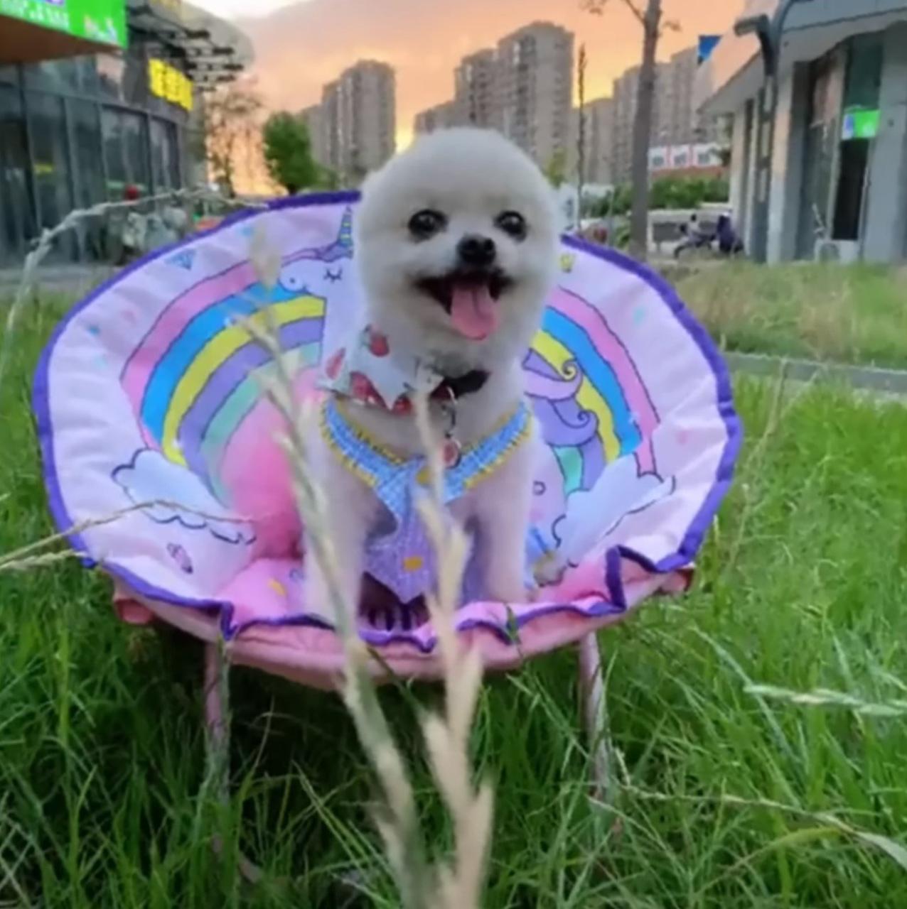 pup in a colorful chair on grass
