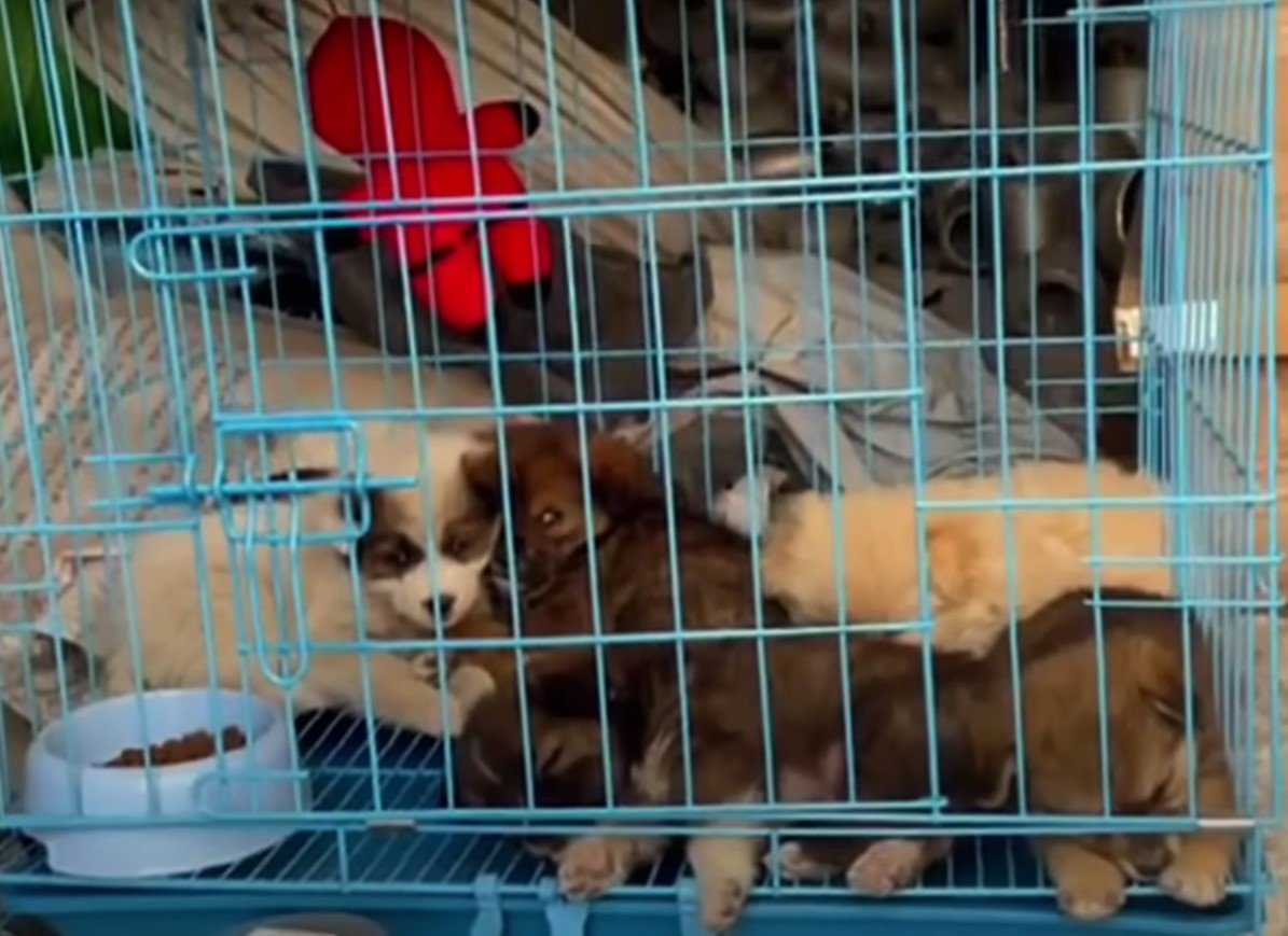 rescued puppies in a kennel