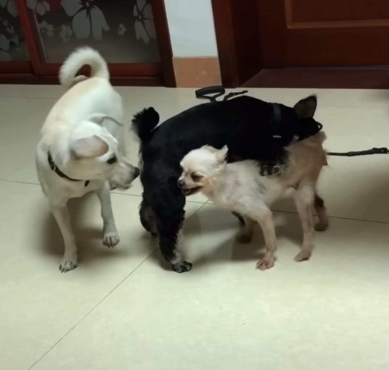three dogs indoors