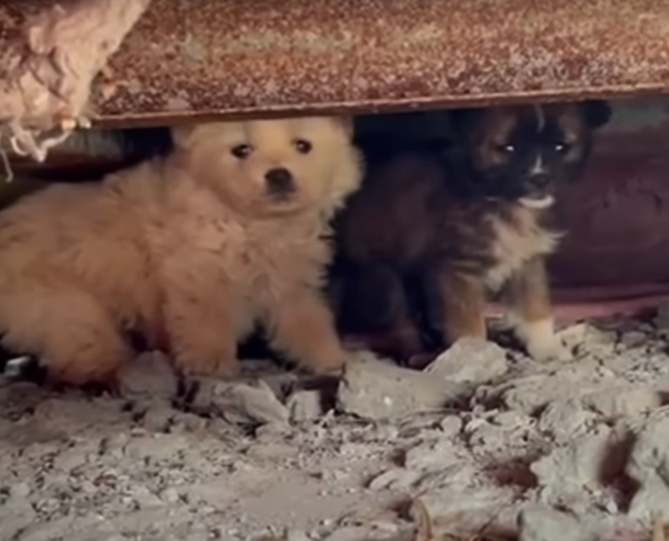 two puppies under the rubble